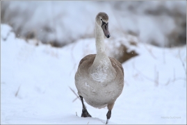 <p>Labuť velká (Cygnus olor) –--- /Mute schwan – Höckerschwan/</p>